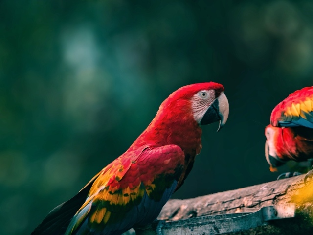 Попугаи алый ара на деревянной ветке