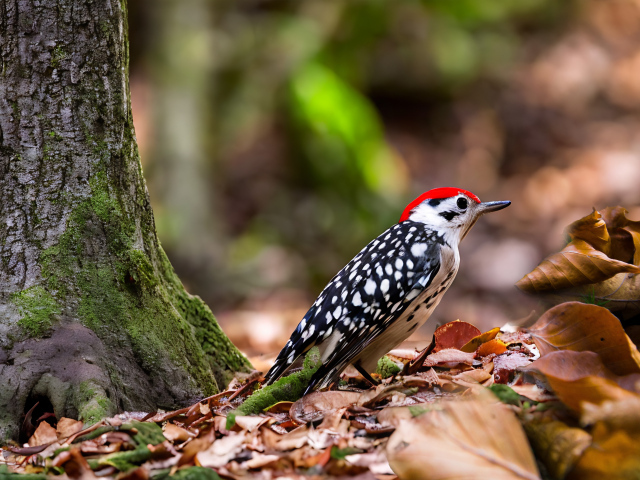 Пятнистый дятел сидит на опавшей листве