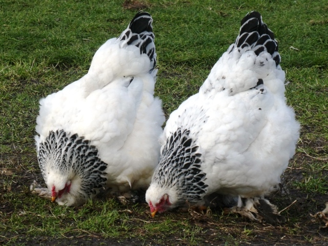 Две домашние курицы на зеленой траве