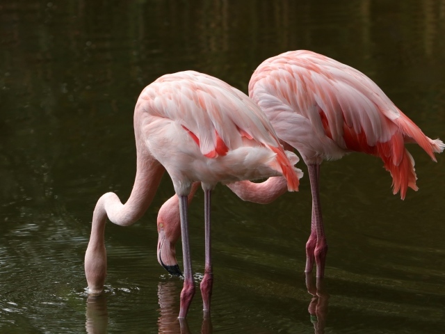 Два розовых фламинго опустили клюв в воду