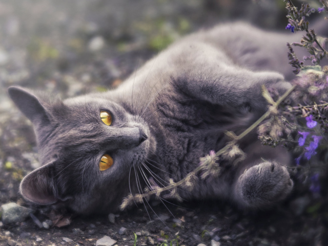 Серый кот с желтыми глазами лежит на земле у цветов