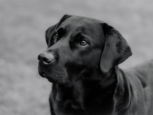 Большой черный лабрадор с умным взглядом
