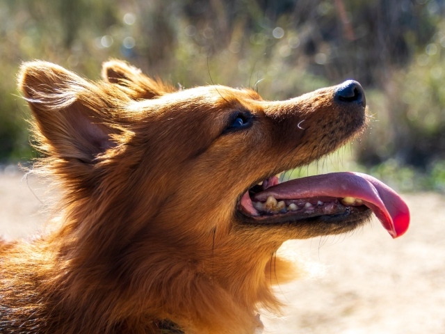 Рыжий довольный пес с длинным языком