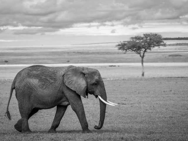 Большой серый слон в Африке