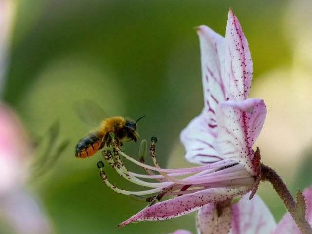 Пчела кружит у розового цветка лилии