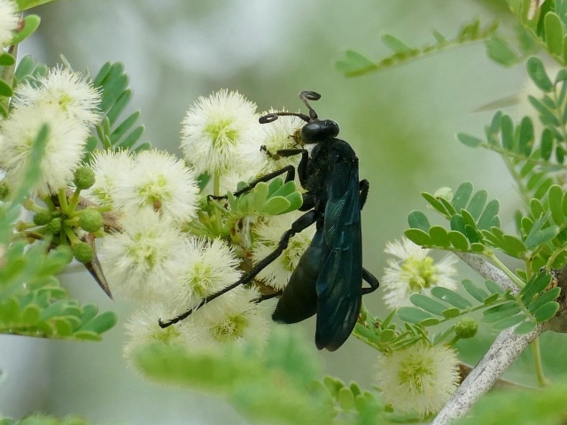 Черный жук сидит на цветке акации