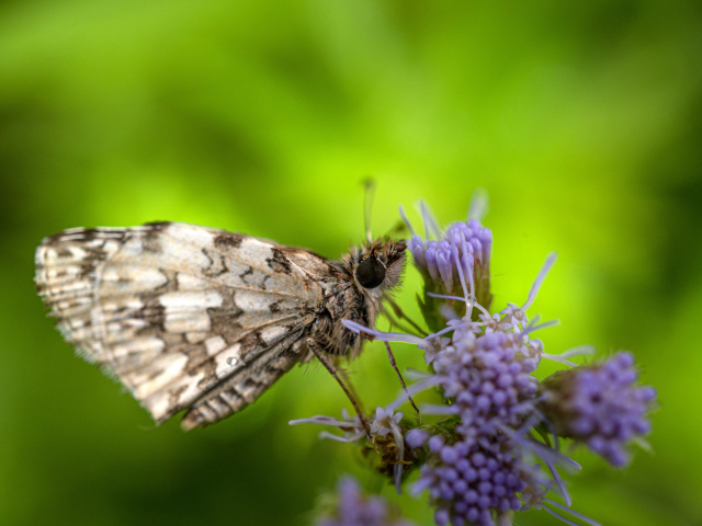 Коричневая бабочка сидит на фиолетовом полевом цветке