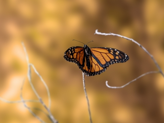 Коричневая бабочка сидит на тонкой ветке