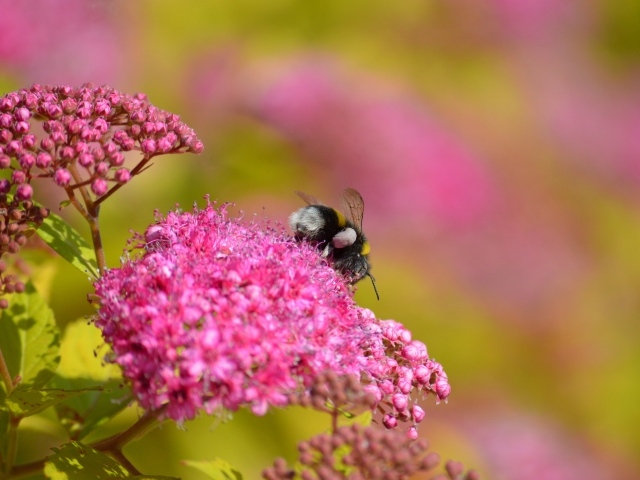 Шмель собирает пыльцу с розовых цветов