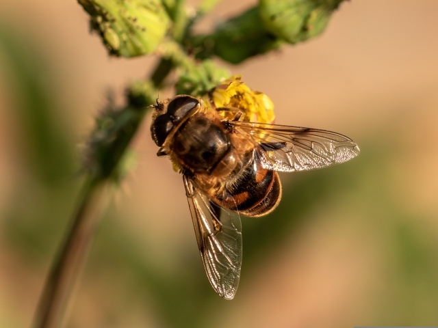 Муха сидит на желтом цветке крупным планом