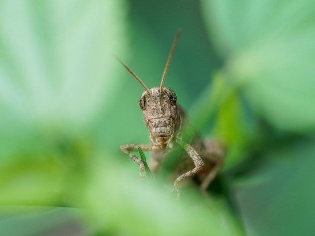Большой кузнечик прячется в листьях 