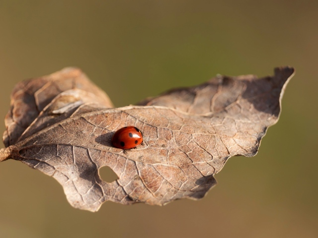 Красная божья коровка сидит на сухом листке