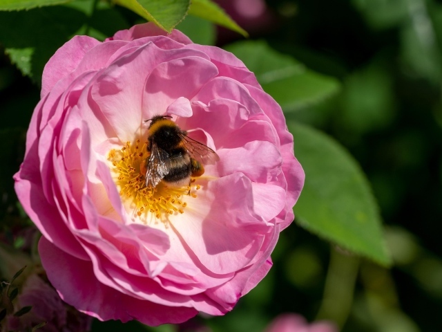 Маленький шмель сидит на розовом цветке розы