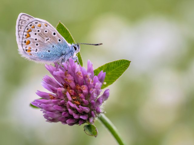 Голубая бабочка на розовом цветке клевера