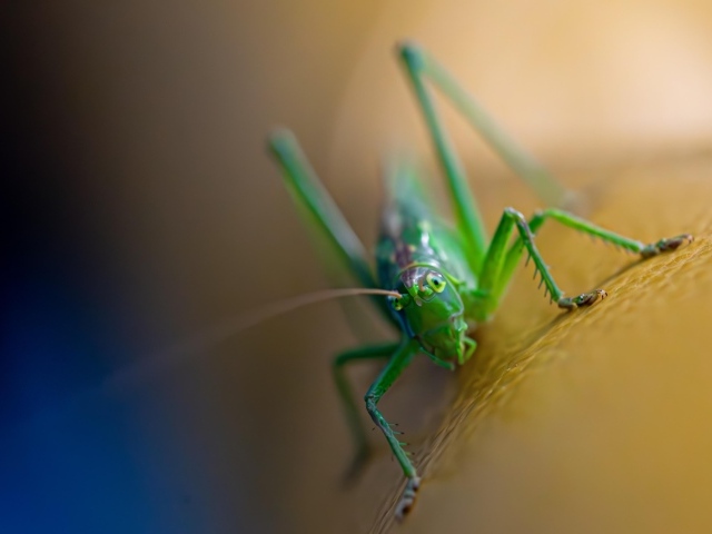 Большой зеленый кузнечик крупным планом