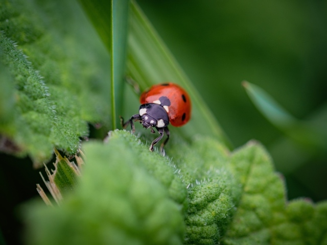 Маленькая божья коровка на зеленом листке