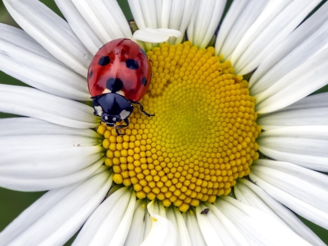 Красная божья коровка на белом цветке ромашки