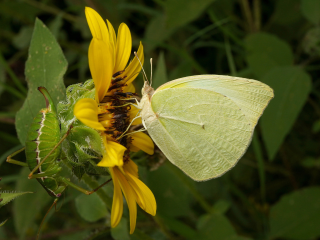 Желтая бабочка на цветке подсолнуха 