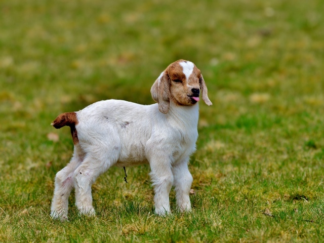 Маленький козленок на зеленой траве