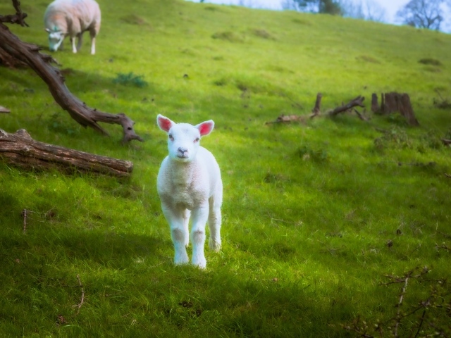 Маленький белый ягненок на зеленой траве