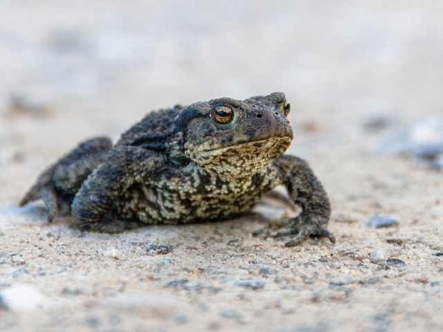 Большая жаба сидит на песке 