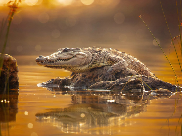 Большой крокодил сидит на камне в пруду