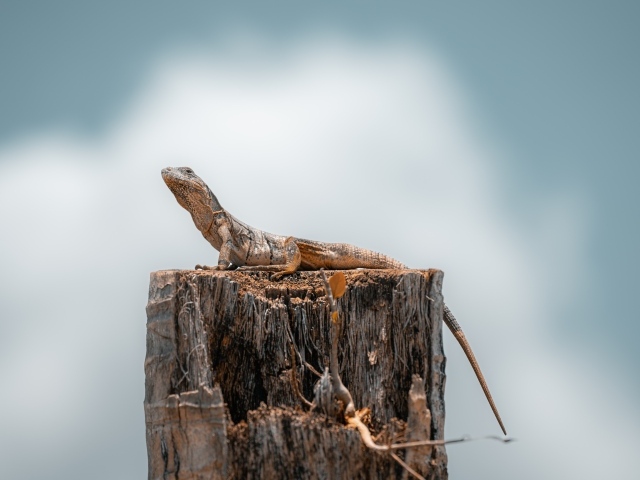 Ящерица сидит на сухом пне