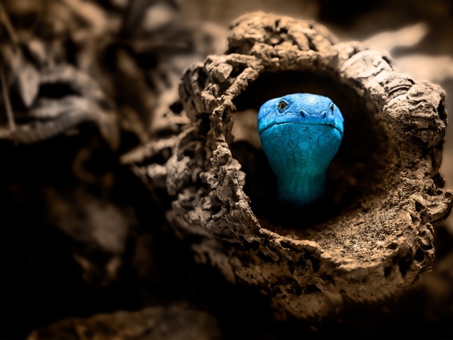 Голубая змея прячется в коряге
