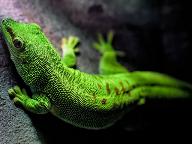 Зеленый мадагаскарский геккон на камне