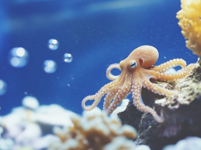 Осьминог у камня под водой