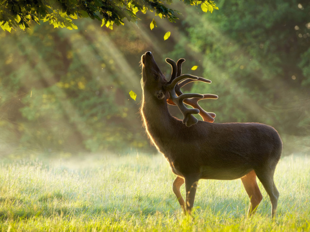 Олень в лучах солнца в лесу