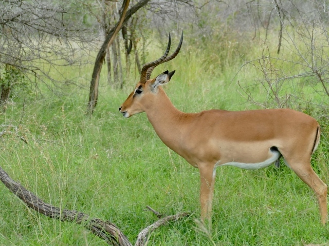 Импала с большими рогами на зеленой траве