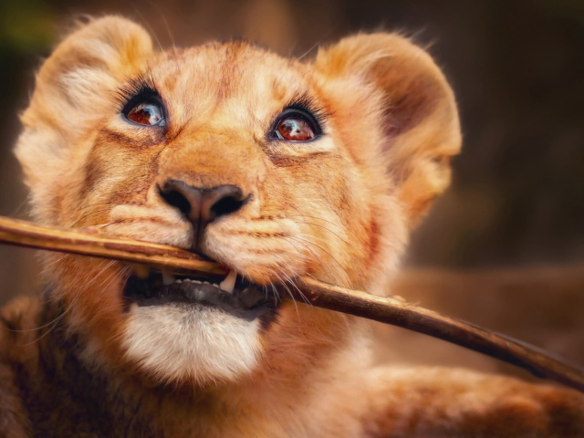 Маленький львенок с веткой в зубах
