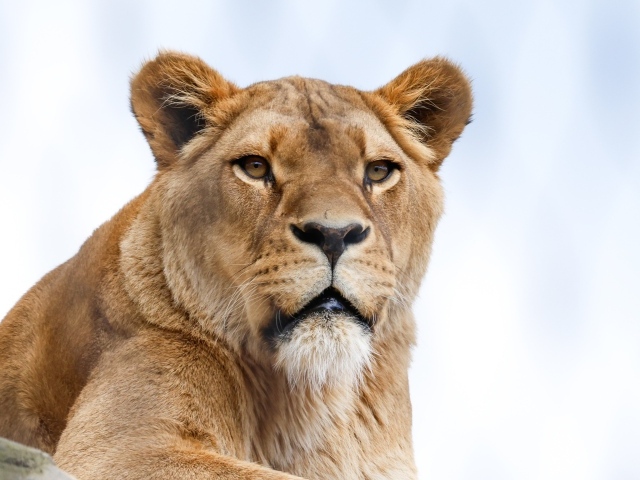 Большая львица на фоне голубого неба