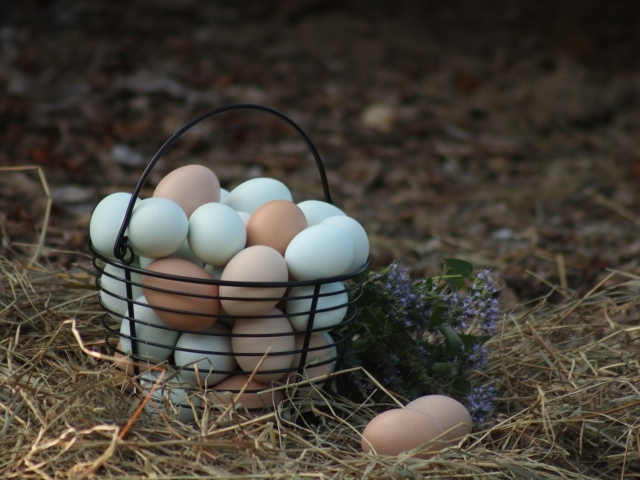 Корзина домашних куриных яиц на сене