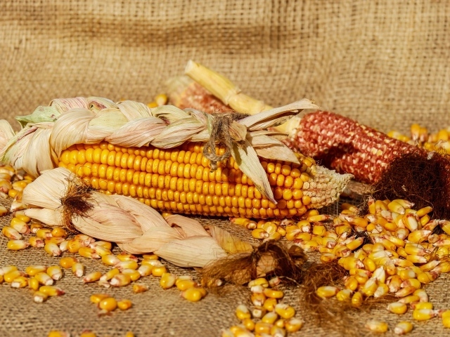 Початки кукурузы с зернами 