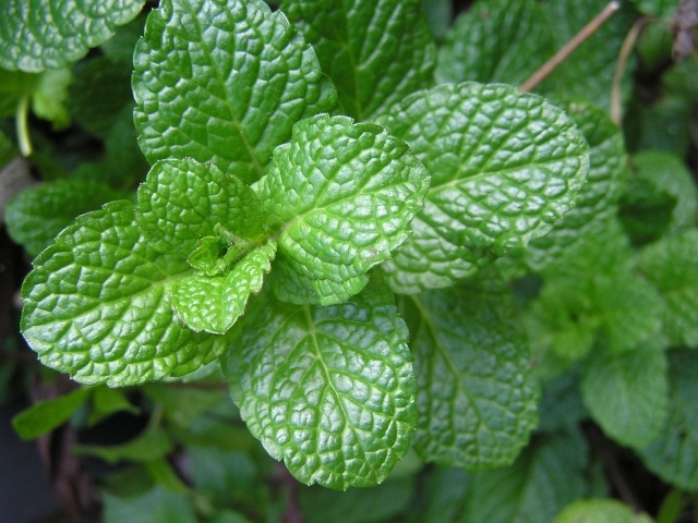 Ароматная свежая зеленая мята крупным планом