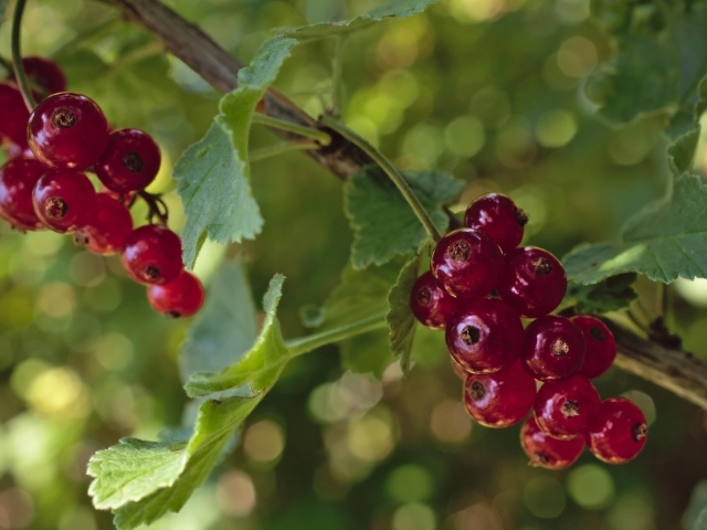 Красная смородина на веточках крупным планом