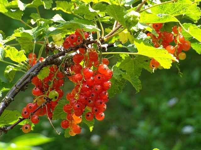 Красная спелая смородина на кусту