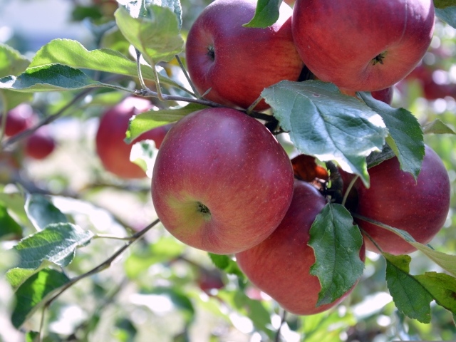 Сладкие красные яблоки на ветках дерева