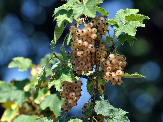 Ягоды белой смородины на ветке