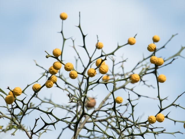 Желтые лимоны на ветках дерева на фоне неба