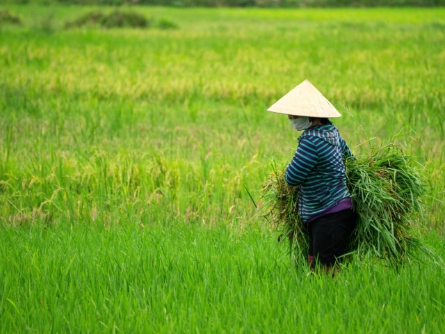 Женщина фермер с зелеными растениями в руках