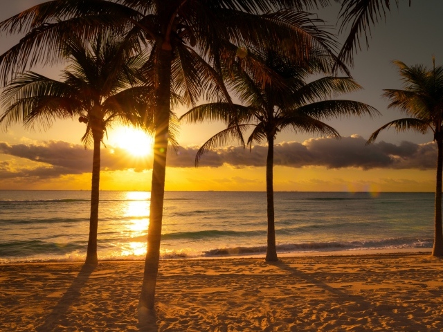 Пальмы на песке у океана на тропическом пляже