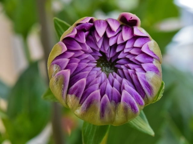 Распускающийся цветок сиреневой георгины