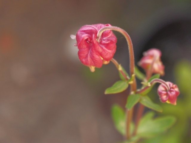 Распускающийся розовый цветок