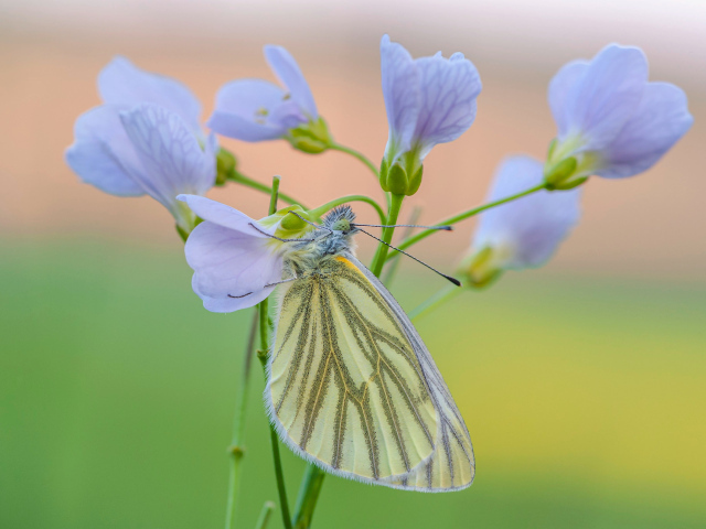 Желтая бабочка висит на голубом цветке