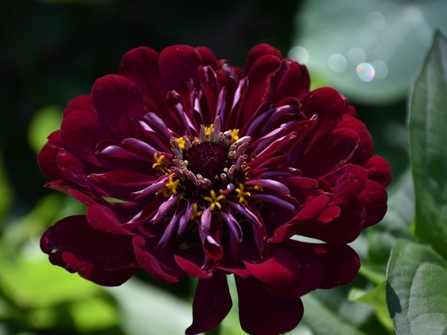 Красивый бордовый цветок циннии