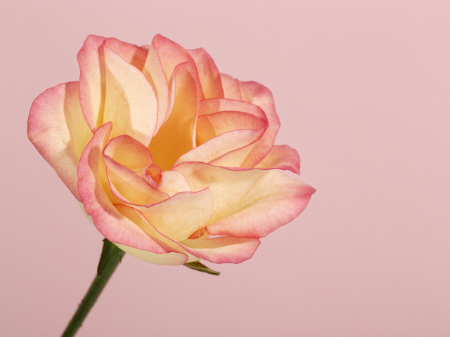 Красивая нежная роза на розовом фоне