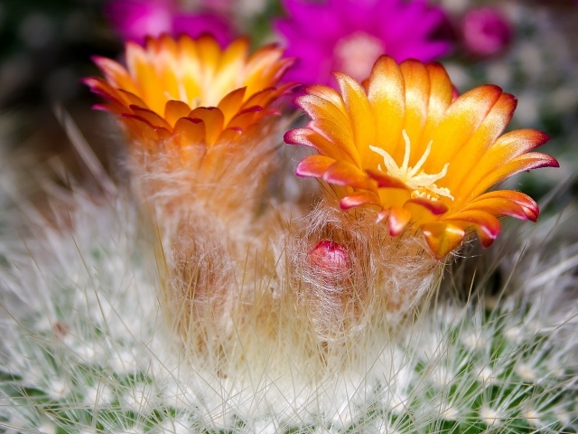 Красивые оранжевые цветы колючего кактуса